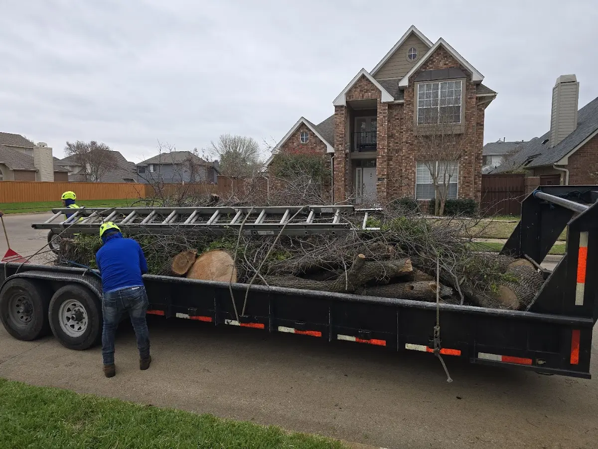Expert Tree Pest Control with proper safety equipment in Bardwell